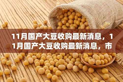 11月国产大豆收购最新动态,市场走势、收购进展与未来展望