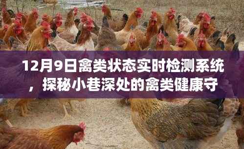 探秘禽类健康守护者,禽类状态实时检测系统介绍