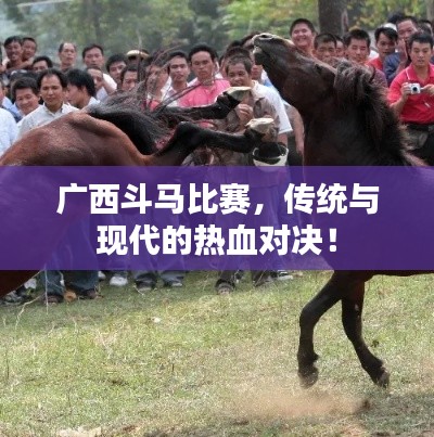广西斗马比赛,传统与现代的热血对决!