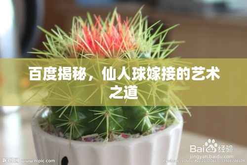 百度揭秘,仙人球嫁接的艺术之道