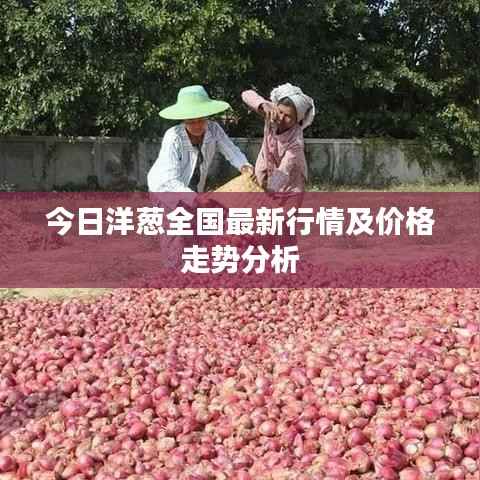 今日洋葱全国最新行情及价格走势分析