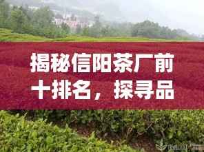 揭秘信阳茶厂前十排名，探寻品质茶叶源头之旅
