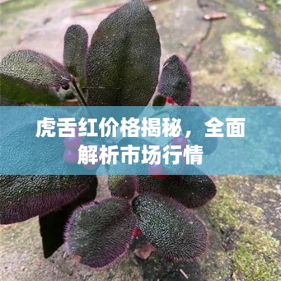 虎舌红价格揭秘,全面解析市场行情