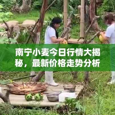 南宁小麦今日行情大揭秘,最新价格走势分析